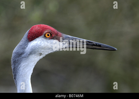 Wattled Kran Stockfoto