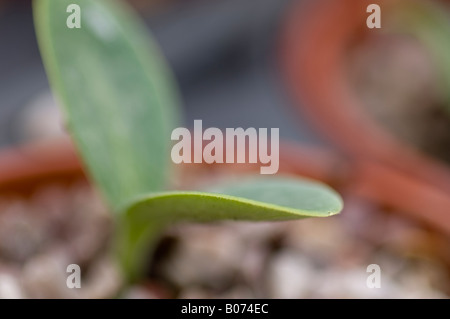 Blatt des aufstrebenden Kürbis Pflanze Setzling, Nahaufnahme Stockfoto