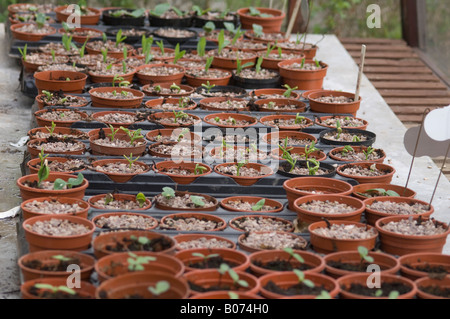 Samen in einem Glashaus ausgelöst wird Stockfoto