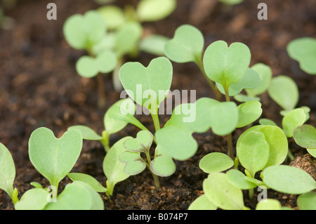 Junge gemischte Salat Pflanzensämlinge wachsen im Kompost Stockfoto