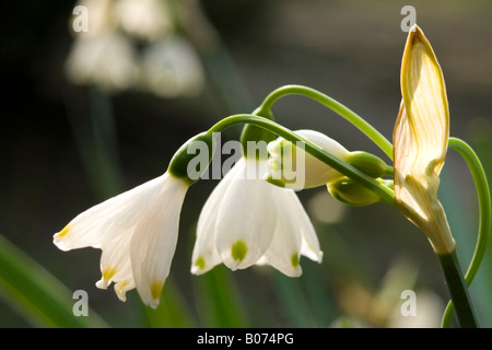 Amaryllisgewächse Leucojum aestivu Stockfoto