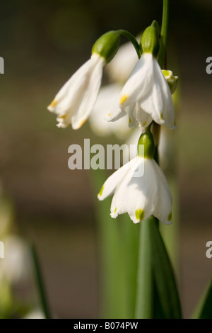 Amaryllisgewächse Leucojum aestivu Stockfoto