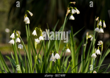 Amaryllisgewächse Leucojum aestivu Stockfoto