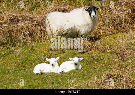 Ein Schaf mit zwei Lämmern auf der Insel Kerrera ab Oban Scotland UK Stockfoto