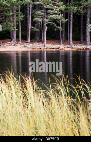 Herbst im Uath Lochans im Glen Feshie Teil des Inshriach Wald Stockfoto