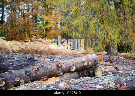 Forstwirtschaftliche Betriebe in Rothiemurchus Forest in der Nähe von Aviemore Schottland Stockfoto