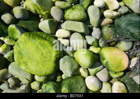 Seegras auf Kieselsteinen an einem Strand in der Nähe von Oban Scotland UK Stockfoto