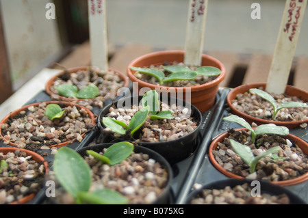 Zucchini und Kürbis Pflanzen Setzlinge wachsen in Blumentöpfe im Gewächshaus Stockfoto