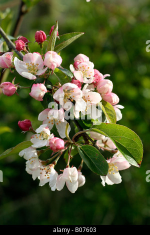 MALUS X ZUMI PROFESSOR SPRENGER BLOSSOM Stockfoto