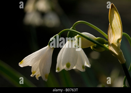 Amaryllisgewächse Leucojum aestivu Stockfoto