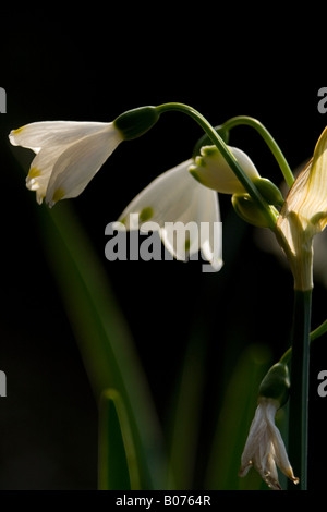 Amaryllisgewächse Leucojum aestivu Stockfoto