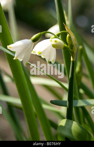 Amaryllisgewächse Leucojum aestivu Stockfoto