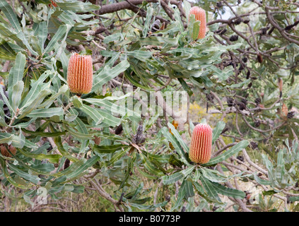 Brennholz Banksien (Banksia Menziesii) Blumen wachsen in Bold Park, Perth, Western Australia Stockfoto