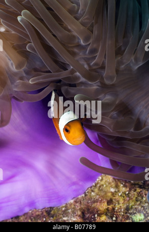 Nemo Western Clownfische in Anemone unter Wasser Stockfoto