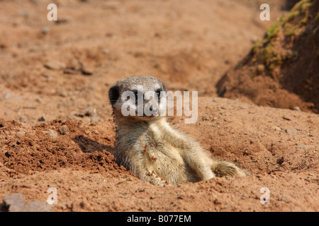 Erdmännchen Suricata Suricatta sitzen in einer Mulde im Sand Sonnenbaden mit Blickkontakt Stockfoto