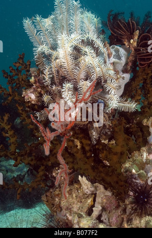 Grüner Baum Korallen und Featherstars unter Wasser Stockfoto