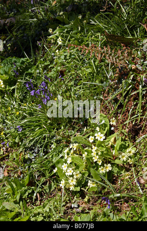 WILDE PRIMELN UND ENGLISCHEN BLUEBELLS IN A WALD WACHSEN. Stockfoto