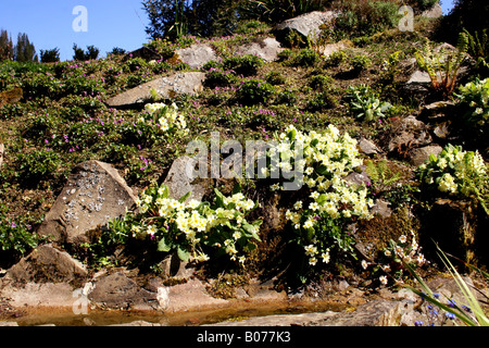 WILDE PRIMELN WÄCHST AUF EINEM STEINGARTEN. Stockfoto