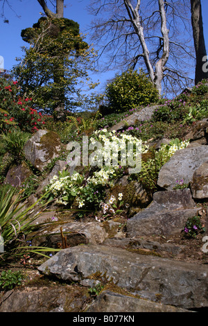 WILDE PRIMELN WÄCHST AUF EINEM STEINGARTEN. Stockfoto