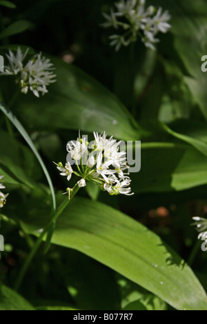 BÄRLAUCH. BÄRLAUCH-BLÜTE. Stockfoto