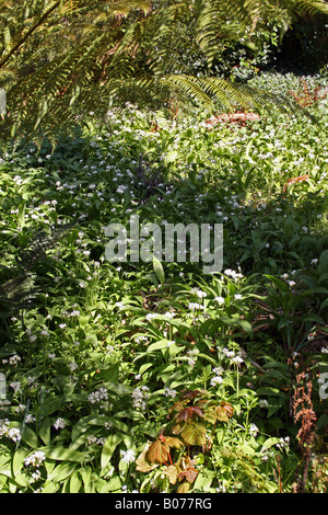 BÄRLAUCH. BÄRLAUCH BLÜHT. Stockfoto