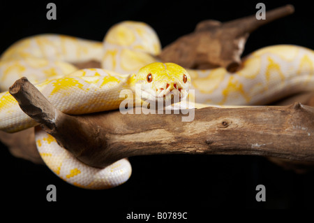Albino-Python kriecht auf einem Ast Stockfoto