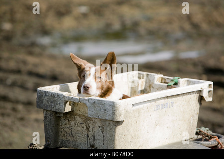 Eine Hofhund saß in einer Fischerei-Kiste auf der Rückseite von einem Bauern-Quad-Bike auf der Isle of Luing Schottland UK Stockfoto