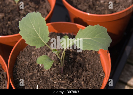 Nahaufnahme von einem jungen lila Brokkoli Pflanzen sprießen Stockfoto