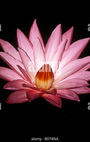 Seerose Nymphaea Arten Ubud Bali Indonesien Stockfoto