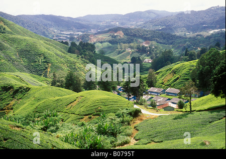 Tee-Plantage Cameron Highlands Perak Malaysia Stockfoto