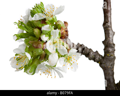 Wilde Kirsche blüht Stockfoto