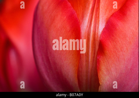 Tulpe Blumen, Nahaufnahme, SKAGIT VALLEY WASHINGTON Stockfoto