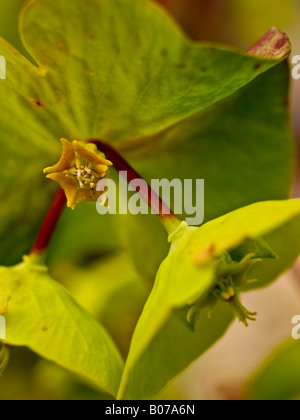 Euphorbia Blume detail Stockfoto