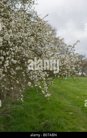 Blackthorn Hecke in Blüte Stockfoto