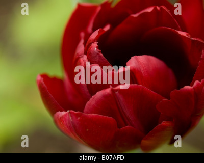 Tief rote Tulpe Stockfoto