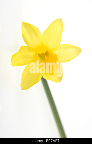 Nahaufnahme von Narcissus Tete-a-Tete Blume Stockfoto