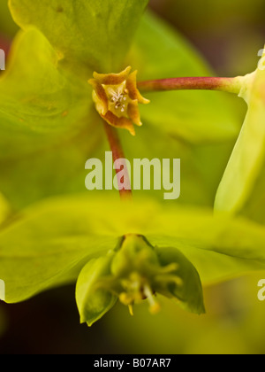 Euphorbia Blume detail Stockfoto