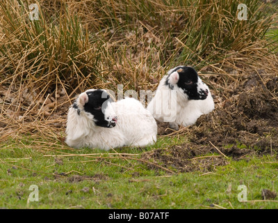 Zwei junge schwarze konfrontiert Lämmer liegend auf rauem Untergrund auf die North Yorkshire Moors England UK Stockfoto