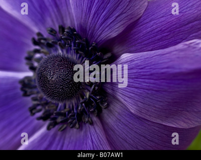 Blaue Anemone detail Stockfoto