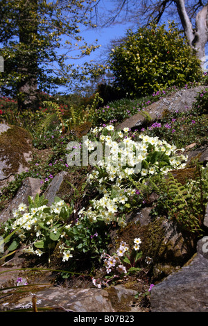 WILDE PRIMELN WÄCHST AUF EINEM STEINGARTEN. Stockfoto