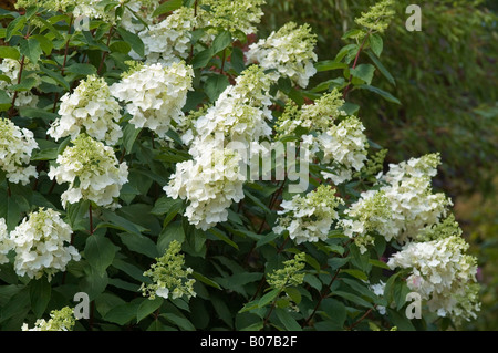 HYDRANGEA PANICULATA EINZIGARTIG Stockfoto