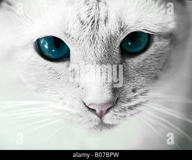 Schließen Sie herauf Bild von einer weißen roten Punkt Siamkatze mit leuchtend blauen Augen Fokus auf Gesicht und Augen nur Stockfoto