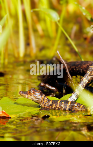 Baby amerikanischer Alligator (Alligator Mississippiensis) Suwanee Kanal, Okefenokee Swamp National Wildlife Refuge, Georgien Stockfoto