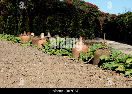 RHABARBER UND ZWINGT JAR IM FRÜHLINGSGARTEN. ENGLAND Stockfoto
