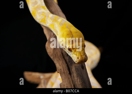 Nahaufnahme von Albino-Python auf Ast Stockfoto