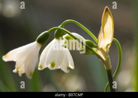 Amaryllisgewächse Leucojum aestivu Stockfoto