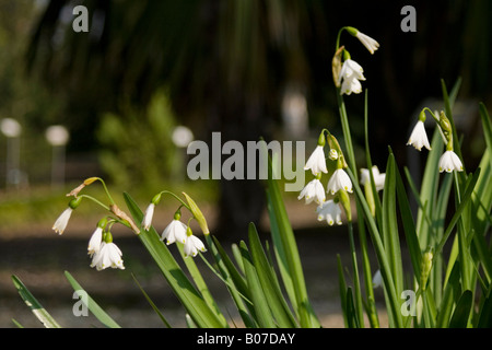 Amaryllisgewächse Leucojum aestivu Stockfoto