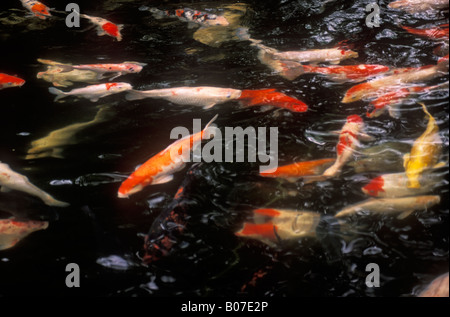 Koi Karpfen im Teich Cyprinus carpio Stockfoto