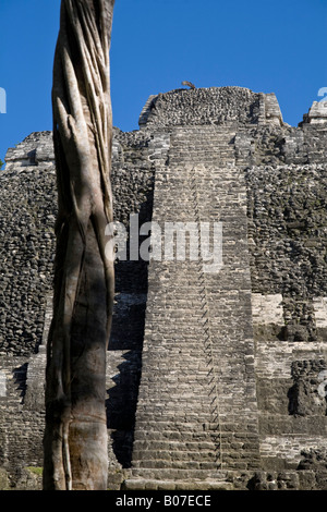 Belize, Lamanai, hoher Tempel (Struktur N10-43) der höchste Tempel in Lamanai bei 125ft Stockfoto