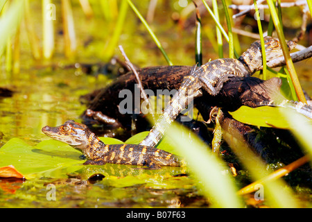 Baby amerikanischer Alligator (Alligator Mississippiensis) Suwanee Kanal, Okefenokee Swamp National Wildlife Refuge, Georgien Stockfoto